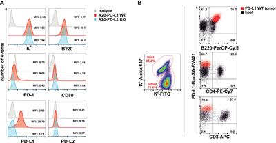 Differential Engraftment of Parental A20 PD-L1 WT and PD-L1 KO Leukemia Cells in Semiallogeneic Recipients in the Context of PD-L1/PD-1 Interaction and NK Cell-Mediated Hybrid Resistance